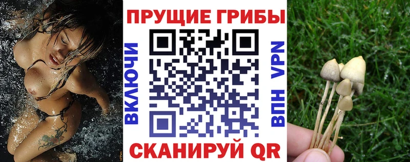 Псилоцибиновые грибы Psilocybine cubensis  Гусев 